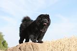 CHOW CHOW 046